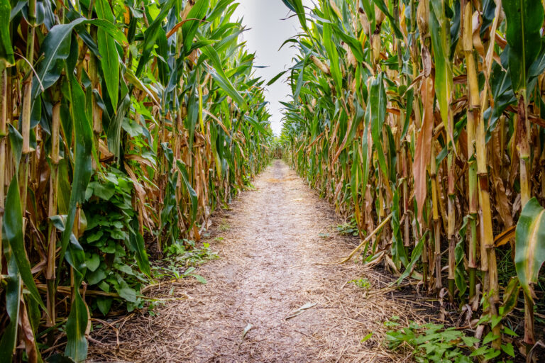Featured image for “From Corn Mazes to Pumpkin Patches, Find Fall Agritourism in South Carolina”