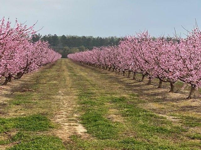 Featured image for “Peach Producers Beware: Disease Spray Applications a Must Next Year”