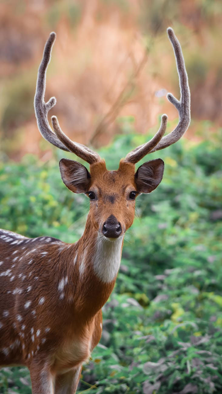 Featured image for “Survey Says: Georgia Growers Asked About Impact of Deer”
