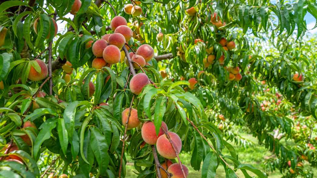 peaches fruits hanging on a tree