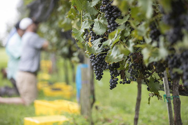 Georgia wine producers