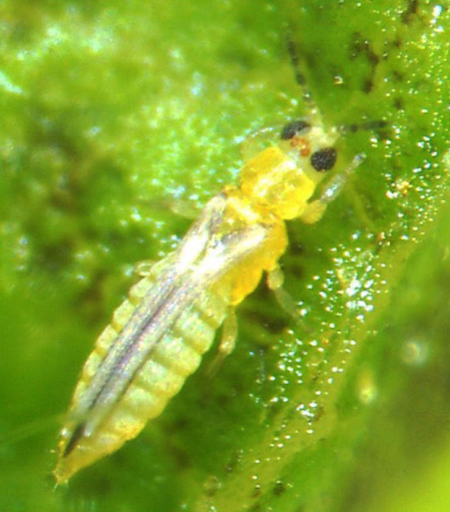 Featured image for “Chilli Thrips: Primary Pest of Florida Blueberries”