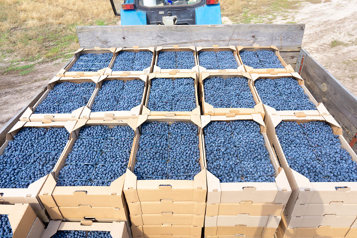 Featured image for “Imports Battering the U.S. Blueberry Industry”
