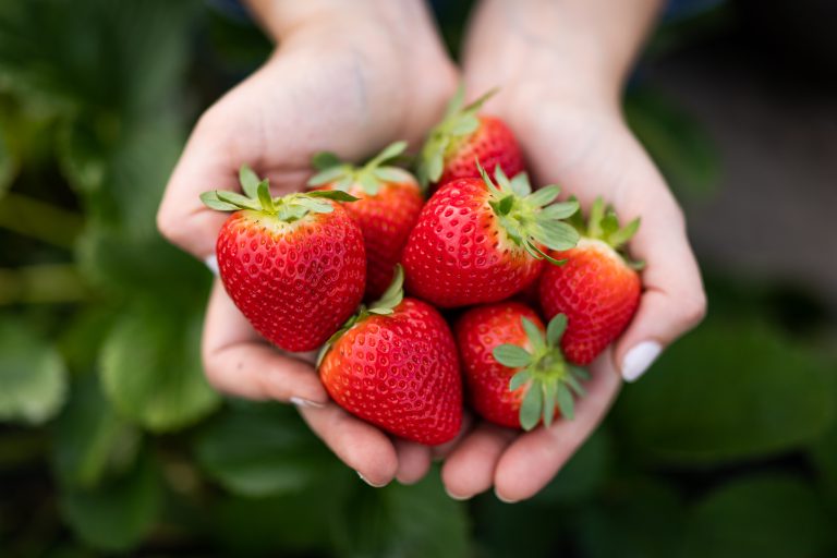 Featured image for “USDA ERS Study: Changing Landscape with Strawberries”