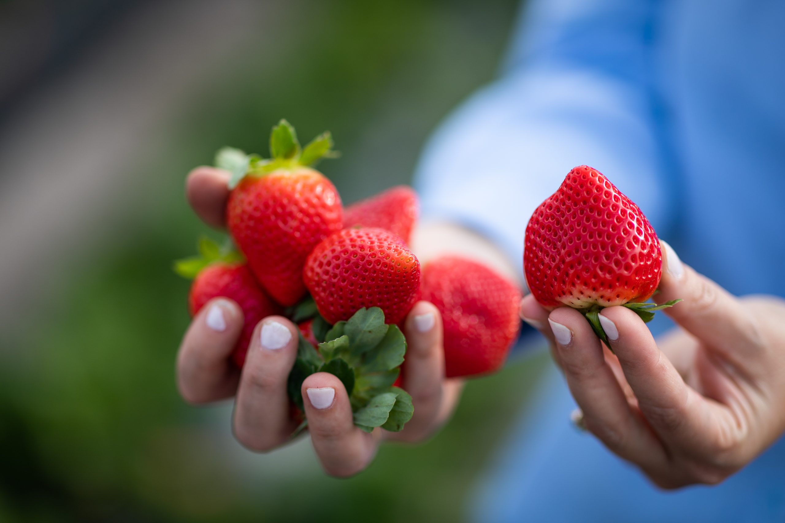 Featured image for “Alabama Extension to Host Strawberry Meeting”