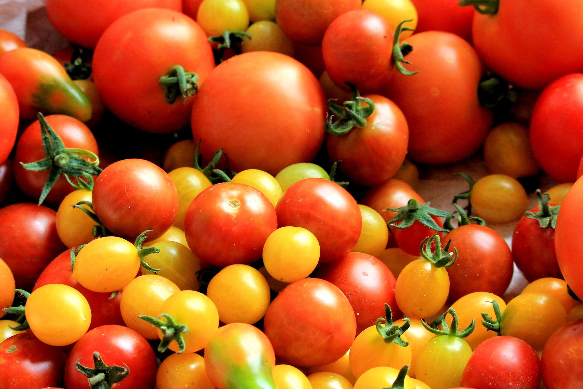 Featured image for “North Carolina Tomato Growers Association Plans Referendum”